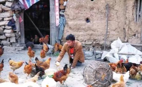 河南爬行娃回应向榕江捐1万个鸡蛋 点亮希望之光
